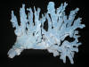 Long branch of dried blue ridge coral.
